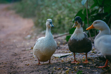 The domestic duck or domestic mallard is a subspecies of mallard that has been domesticated by humans and raised for meat, eggs, and down feathers.