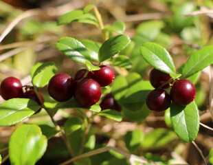 Red wild ripe cranberry on green natural background it a forest close-up view