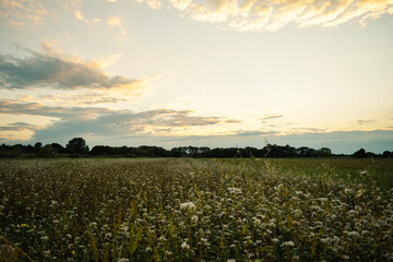 sunset over the field