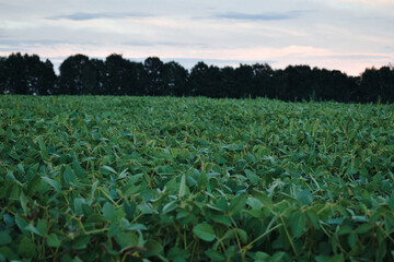 field of soybean