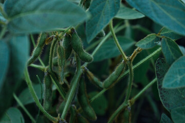 closeup soybean