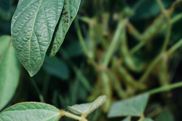 closeup soybean