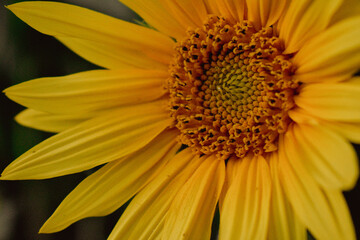 close up of sunflower