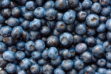 Fresh blueberry background. Texture blueberry, diet berries close up. Blueberry harvest