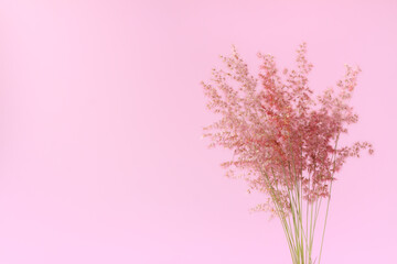 Obraz na płótnie Canvas Pink flower grass (Natal grass,Natal redtop,Melinis repens) on pink background