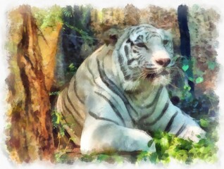 white tiger watercolor style illustration impressionist painting.