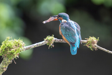 Female Kingfisher (Alcedo atthis) with fish