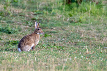 Naklejka na ściany i meble A rabbit (Oryctolagus cuniculus) in a field in the evening light