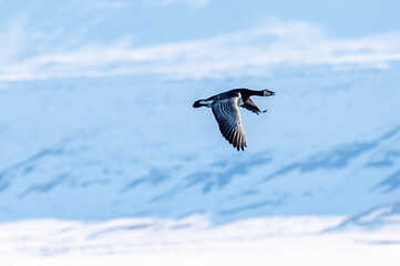 Barnacle Goose (Branta leucopsis) flying in front of snow covered mountains in Svalbard. - Powered by Adobe