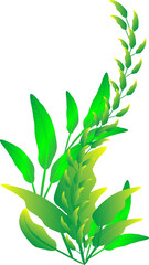 Fototapeta premium Flora plants tree for decorative