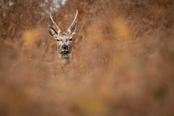 Young Red Deer facing the camera in grassland