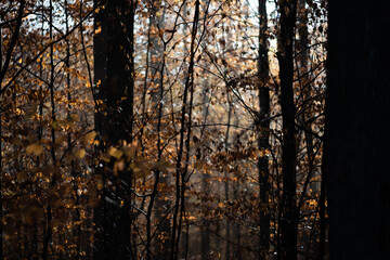 Obraz premium sunset in the forest