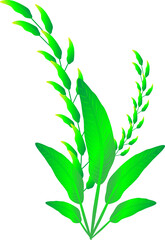 Flora plants tree for decorative