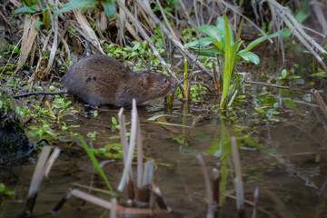 Water vole about to swim in a stream 