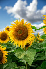Yellow sunflower in the field