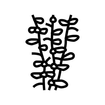 moneywort seaweed line icon vector. moneywort seaweed sign. isolated contour symbol black illustration