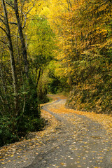 bosque caducifolio, Garganta de Escuaín, parque nacional de Ordesa y Monte Perdido, Provincia de Huesca, Comunidad Autónoma de Aragón, cordillera de los Pirineos, Spain, europe