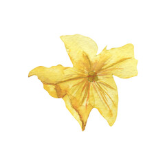 Fototapeta premium Cucumber orange flower watercolor illustration isolated on white background.
