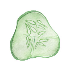 Cucumber green vegetables watercolor illustration isolated on white background.
