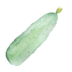 Cucumber green vegetables watercolor illustration isolated on white background.