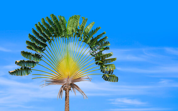 Ravenala madagascariensis hi-res stock photography and images - Alamy