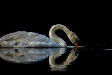 Low Key Mute Swan