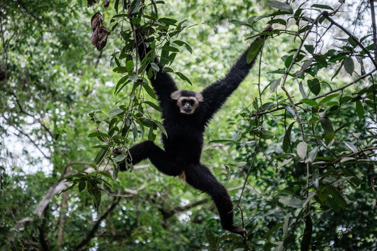 ape