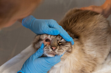 a cat with a sore red eye on examination, an appointment at a veterinary clinic with a doctor. High quality photo
