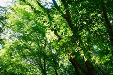 Fototapeta premium 新緑の背景 夏の日差しに透ける枝葉