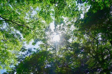 Fototapeta premium 新緑の背景 森に射す陽射し