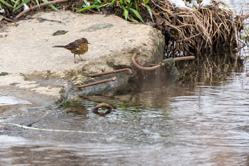 Zmarznięty i przemoczony ptak siedzący na betonie nad rzeką. - obrazy, fototapety, plakaty