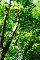 新緑の背景　夏の日差しに透ける枝葉