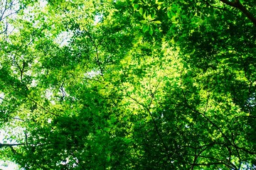  新緑の背景　夏の日差しに透ける枝葉