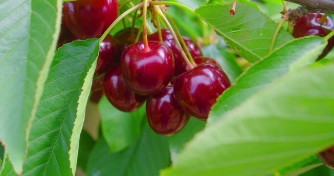Fresh organic berry harvest. Red ripe sweet cherry on tree in garden, natural bio vitamins and antioxidant fruits. Bright sunny day. Close up. Slow motion. High quality footage 4k.