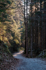 Obraz premium path in the woods