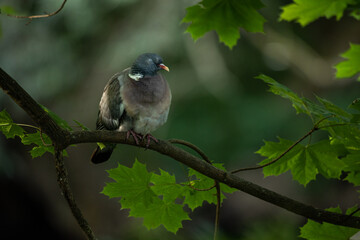 Obraz premium Sleepy Wood Pigeon