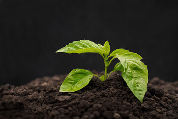 Young small green plant in ground and black background. Ecological, agro and gardening concept