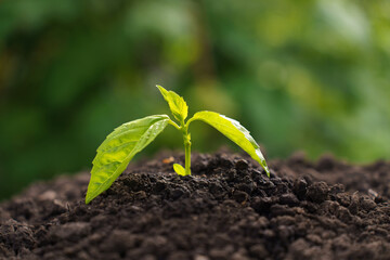 Small trees with green leaves, natural growth and sunlight. Concept of agriculture and sustainable plant growth