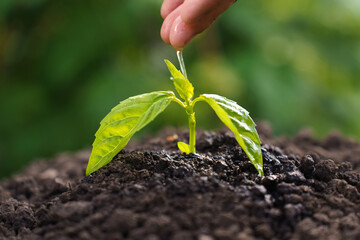 Hand care and watering of young newborn plants growing in germination sequence