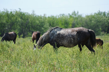 Horses graze in a green meadow.