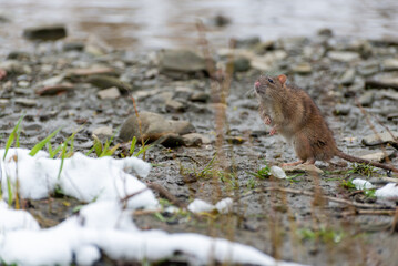 Arvicola amphibius, karczownik ziemnowodny, polnik ziemnowodny, szczur wodny, karczownik, gryzoń szukający pożywienia nad rzeką, wczesna wiosna (33).