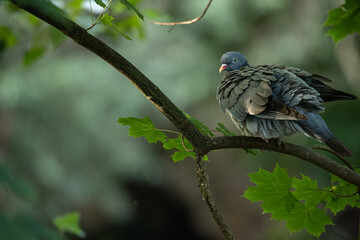 Sleepy Wood Pigeon