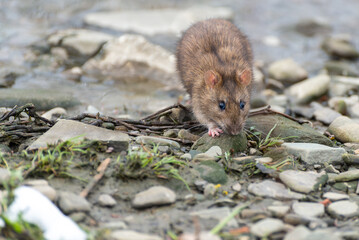 Arvicola amphibius, karczownik ziemnowodny, polnik ziemnowodny, szczur wodny, karczownik, gryzoń...