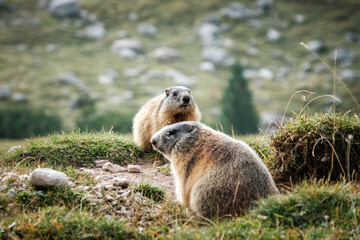marmot in the mountains