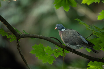 Fototapeta premium Curious Wood Pigeon
