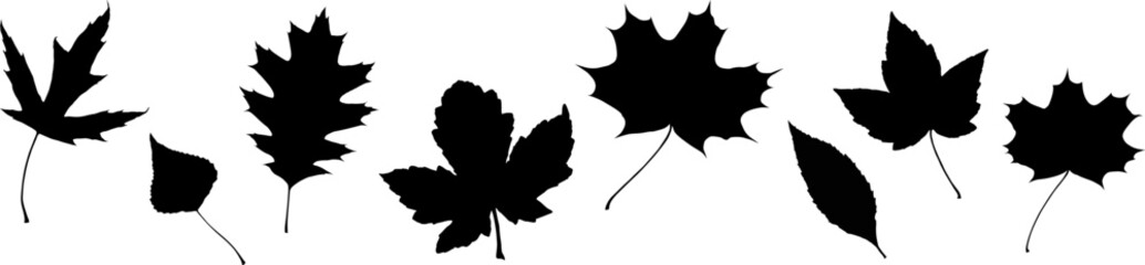 Vector leaves. Graphic illustration isolated on white background.