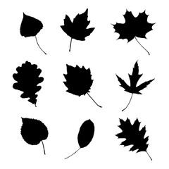 Obraz premium Vector leaves. Graphic illustration isolated on white background.