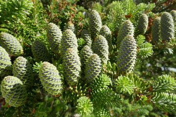 The beautiful cones of a Korean fir