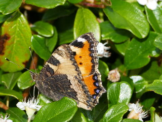 Fototapeta na wymiar Close-up of a beautiful butterfly (Northern Tortoiseshell, aglais urticae) on a ground covering plant