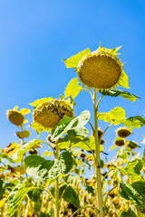 close up of ripe and withered sunflowers on a field with blue sky